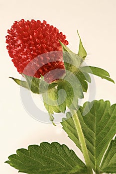 Wild Strawberry