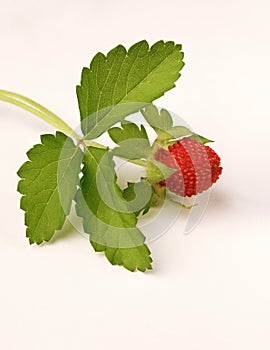 Wild Strawberry