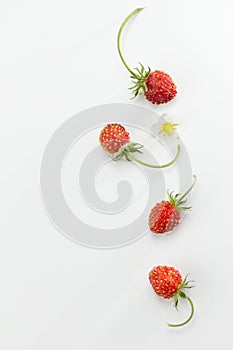 Wild Strawberry