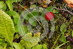 Wild strawberry