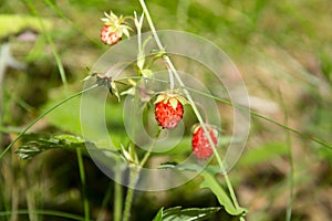 Wild strawberry