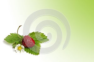 Wild strawberry