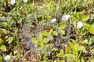 Wild strawberry