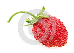 Wild strawberry