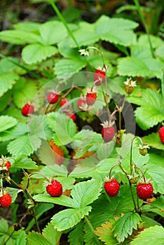 Wild strawberry photo