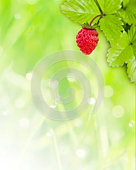 Wild strawberry background