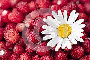 Wild strawberry background. Close-up. A lot of strawberries ripe with chamomile flower