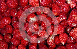 Wild strawberry background