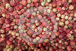 Wild strawberry background