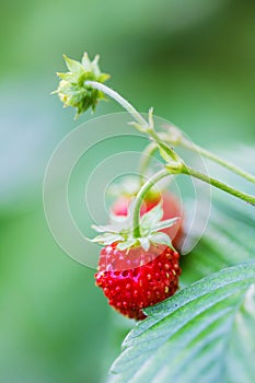 Wild strawberry with berries