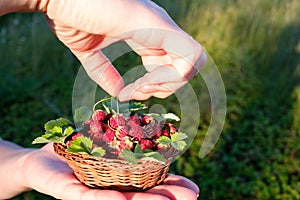 Wild strawberry berries are collected in a wicker basket, the basket lies on the palm of the other hand holding one berry. the