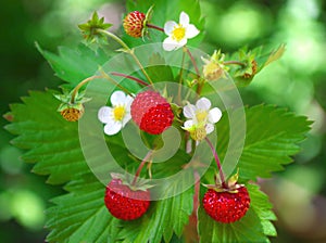 Wild strawberry with berries and flowers