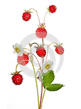 Wild strawberry with berries and flowers isolated on white