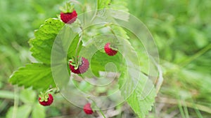 Wild strawberry berry grows in forest. Red ripe wild strawberries in grass. Close up.