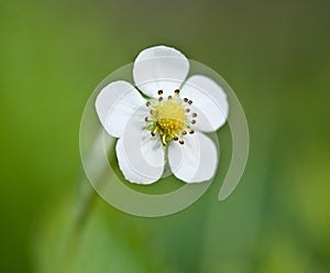 Wild strawberry blossoming