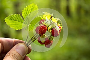 wild strawberry bouquet