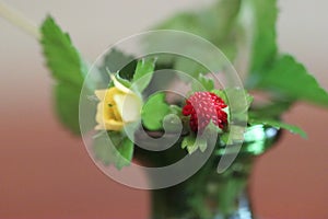 Wild strawberry bouquet in green glass vase close-up