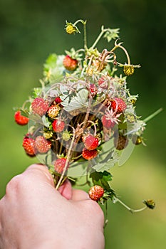 Wild strawberry bouquet in hand on green background