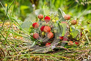 Wild strawberry bouquet