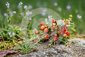 Wild strawberry bouquet