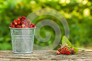 Wild strawberry in a bucket on a background of green