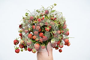 Wild strawberry bunch with leaves.