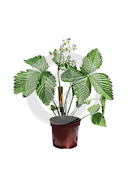 Wild strawberry bush in a flowerpot isolated