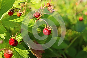 Wild strawberry bush in forest. Red strawberries berry and white flowers in wild meadow, close up