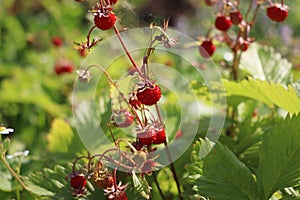 Wild strawberry bush in forest. Red strawberries berry and white flowers in wild meadow, close up