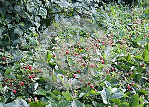 Wild strawberry bush with ripe berries and green leafs close-up