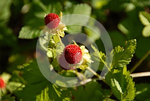 Wild strawberry bush with ripe berries and green leafs close-up. Natural ecologic food. Forest on background. Summer