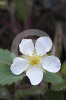 Wild Strawberry, Cowichan Valley, Vancouver Island, British Columbia