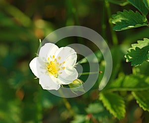 Wild strawberry flower