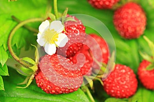 Wild strawberry with flower