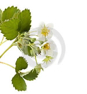 Wild strawberry flower