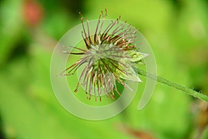 Wild strawberry Flower