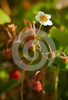 Wild strawberry flower