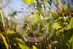 Wild strawberry flower