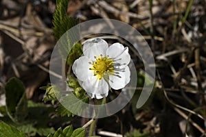 Wild strawberry flower in the forest