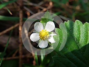 wild strawberry flower in the forest