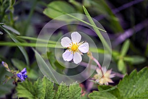 Wild strawberry flower in the forest on a blurred grassy background.