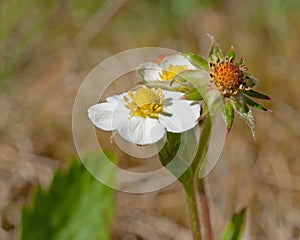 Wild strawberry flower, Fragaria vesca