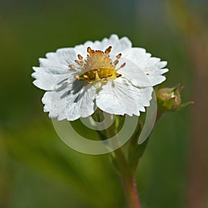 Wild strawberry flower, Fragaria vesca