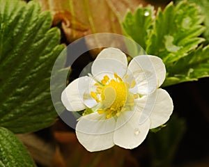 Wild strawberry flower - Fragaria vesca photo