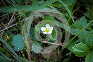 Wild strawberry flower in the grass