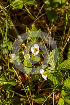 Wild strawberry flowers on the lawn in the summer in the green grass.