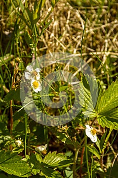 Wild strawberry flowers on the lawn in the summer in the green grass.