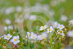 Wild strawberry flowers in meadow in spring