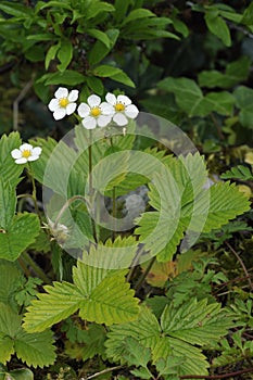 Wild Strawberry