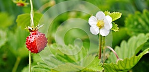 Wild strawberry. Fragaria vesca.